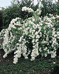 Philadelphus White Rock