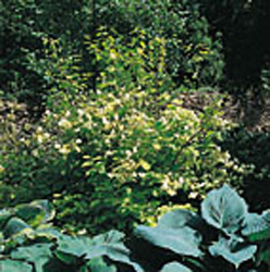 Philadelphus coronarius ´Aureus´