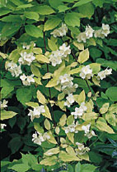 Philadelphus coronarius ´Aureus´2