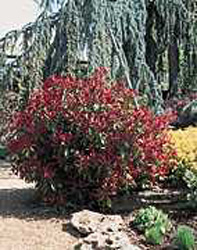 Photinia x fraseri ´Red Robin´