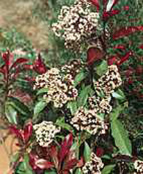 Photinia x fraseri ´Red Robin´2