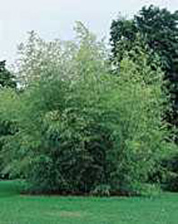 Phyllostachys flexuosa
