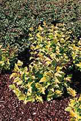 Physocarpus opulifolius ´Dart´s Gold´