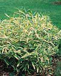 Pleioblastus viridistriatus