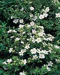 Potentilla fruticosa ´Abbotswood´