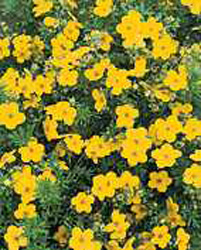 Potentilla fruticosa ´Goldfinger´