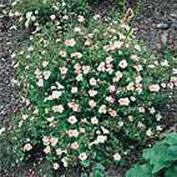 Potentilla fruticosa ´Princess´