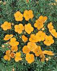 Potentilla fruticosa ´Tangerine´