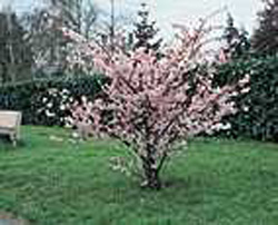 Prunus ´Accolade´