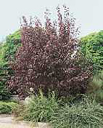 Prunus cerasifera ´Atropurpurea´