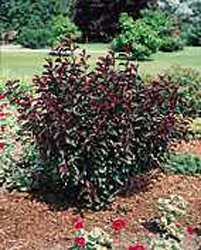 Prunus cistena