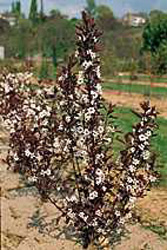 Prunus cistena2