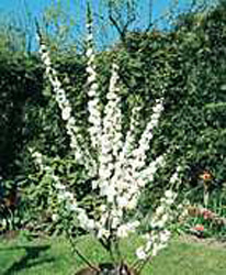 Prunus glandulosa ´Alba Plena´