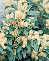 Prunus laurocerasus ´Herbergii´