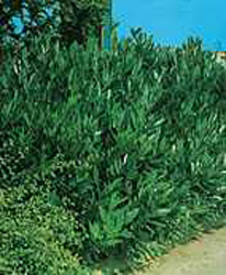 Prunus laurocerasus ´Otto Luyken´