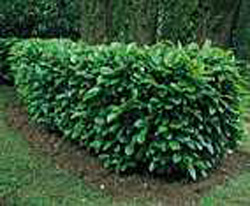 Prunus laurocerasus ´Rotundifolia´