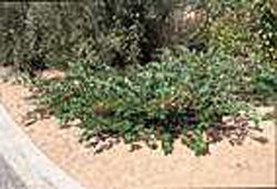 Prunus laurocerasus Dart´s Low´n Green (R)