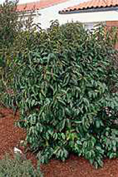 Prunus lusitanica