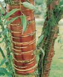 Prunus serrula