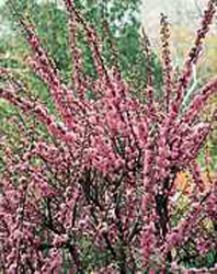 Prunus triloba