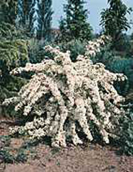 Pyracantha ´Orange Glow´2