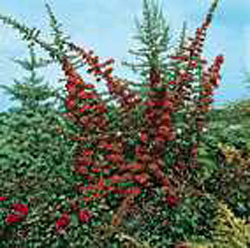 Pyracantha ´Red Column´