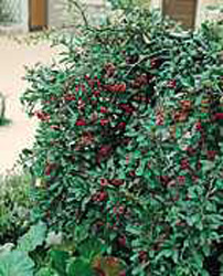 Pyracantha Alexander Pendula (R) ´Renolex´