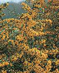 Pyracantha Saphyr (R) jaune