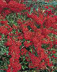 Pyracantha Saphyr (R) rouge