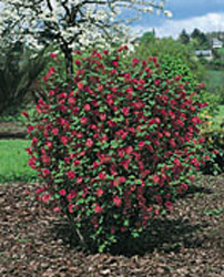 Ribes sanguineum ´King Edward VII´