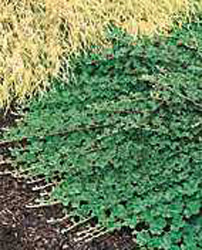 Rubus calycinodes ´Emerald Carpet´