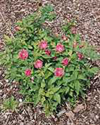 Rubus spectabilis ´Flore Pleno´