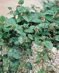 Rubus tricolor
