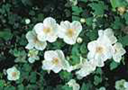 Rubus x tridel