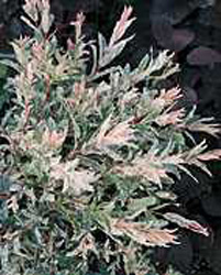 Salix integra ´Hakuro Nishiki´2