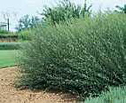 Salix purpurea ´Nana´