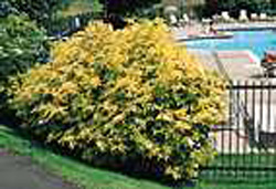 Sambucus nigra ´Aurea´