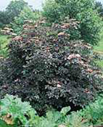 Sambucus nigra ´Purpurea´