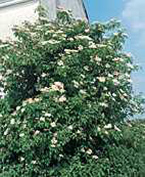 Sambucus nigra