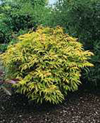 Sambucus racemosa ´Sutherland Gold´
