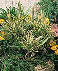 Sasa pumila ´Variegata´