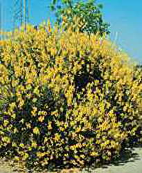 Spartium junceum