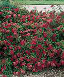Spiraea japonica ´Anthony Waterer