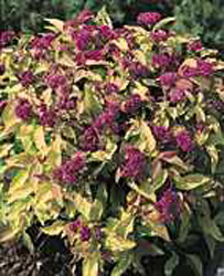Spiraea japonica ´Gold Flame´