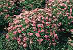 Spiraea japonica ´Little Princess´