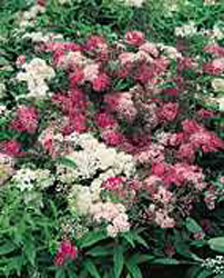 Spiraea japonica ´Shirobana´