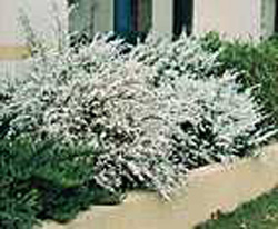 Spiraea thunbergii