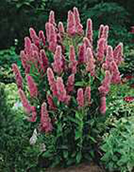 Spiraea x billiardi