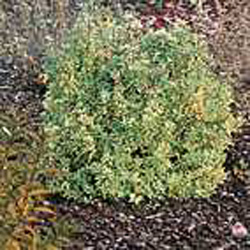 Spiraea x vanhouttei Pink Ice