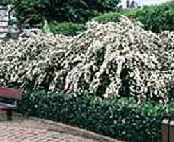 Spiraea x vanhouttei